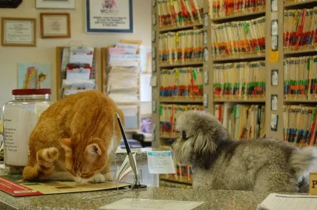Pet vet VCA Companion Animal Hospital Redding