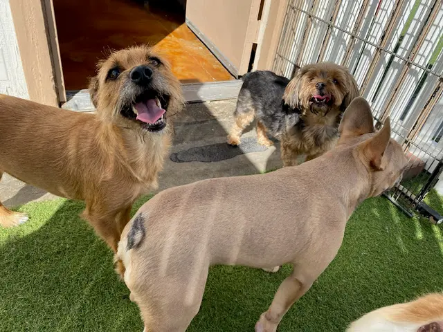 Dog day care center St. Mark's Dog Resort Rancho Cucamonga