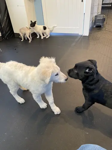 Dog trainer West Seattle Wonder Dogs Seattle