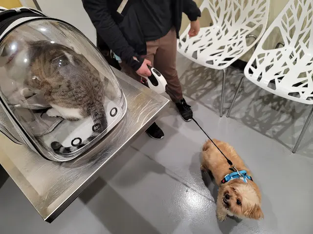 Pet vet Grand Park Animal Hospital Los Angeles