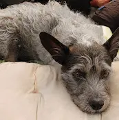 Pet vet Acupuncture For Pets Thousand Oaks