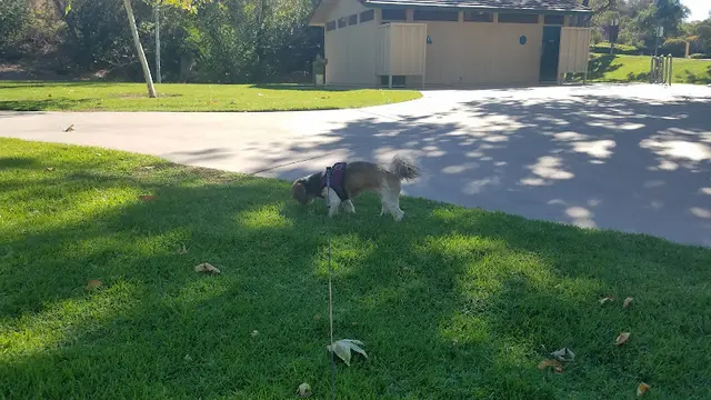 Dog Park Oak Canyon Community Park Ventura