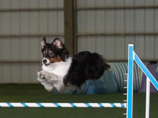 Dog trainer Desert Sage Agility Bend
