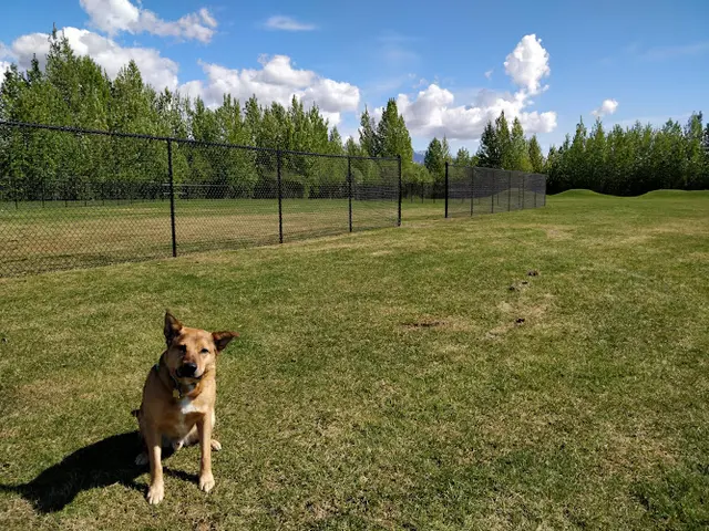Dog Park Whisper Faith Kovach Park Anchorage
