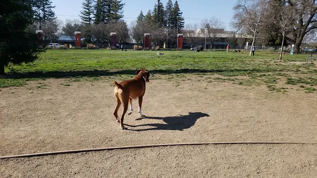 Dog Park Sacramento County Animal Shelter Off Leash Dog Park Sacramento