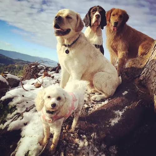 Pet vet Puget Hound Bellingham