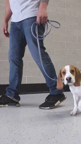 Dog trainer HUDSON'S CANINE KENNELS Norwalk