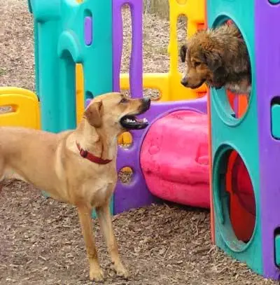 Dog day care center Camp K-9 of Marin San Francisco