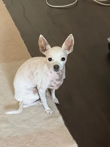 Pet vet Veterinary Skin & Ear Santa Monica