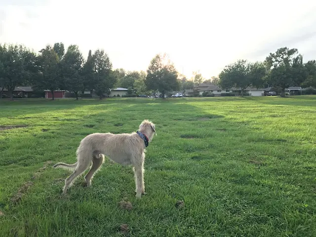 Dog Park Bahnfleth Park Sacramento