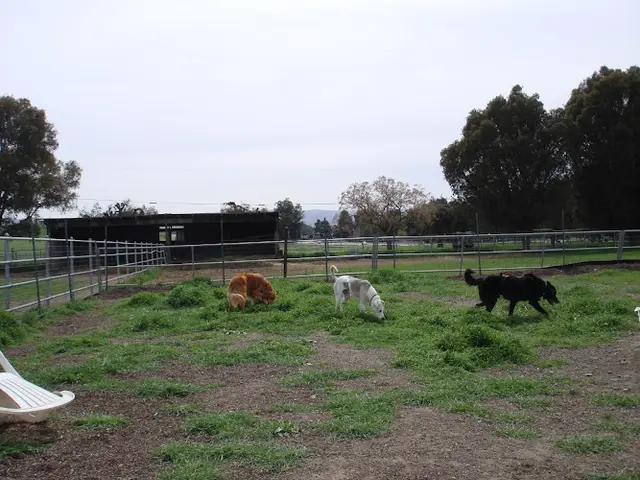 Pet boarding service Integrative Veterinary Care Livermore