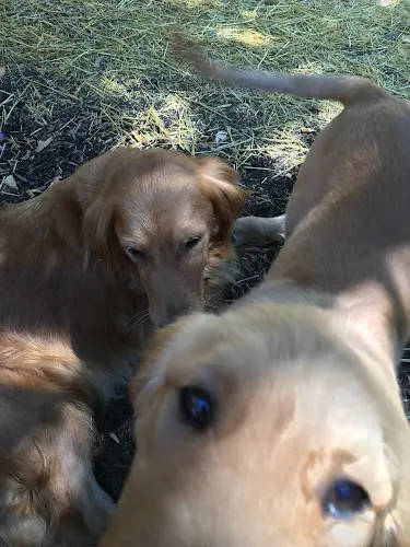 Dog breeder Winchester Goldens Oceanside