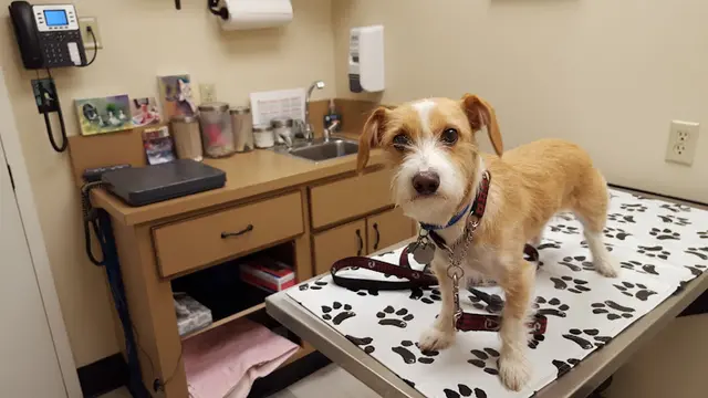 Pet vet Sequoia Veterinary Hospital San Mateo