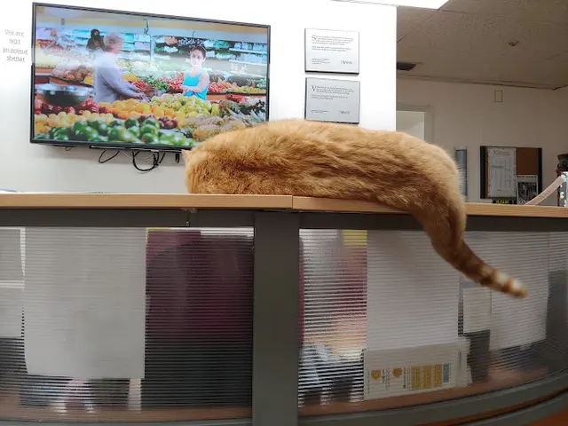 Pet vet California Veterinary Hospital Carson