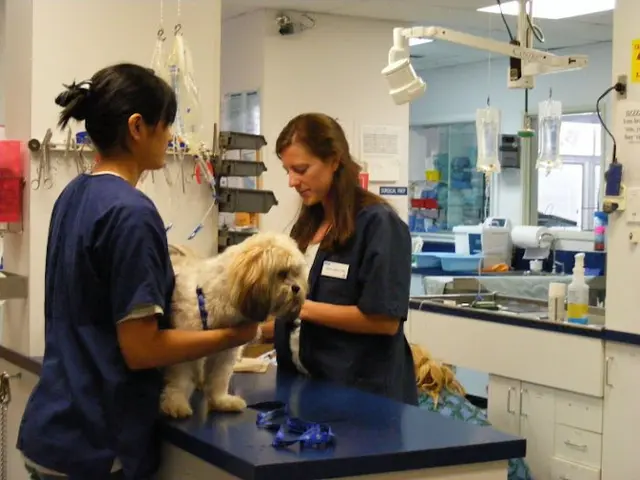 Pet vet VCA American River Animal Hospital Roseville