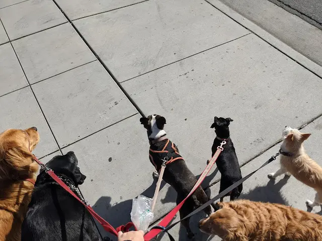 Dog day care center Fun 4 Paws Santa Clara