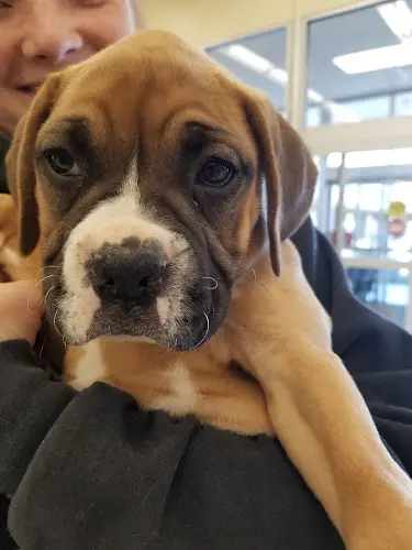 Dog breeder Petco Oceanside