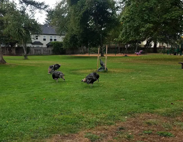 Dog Park Bond Lane Park Eugene