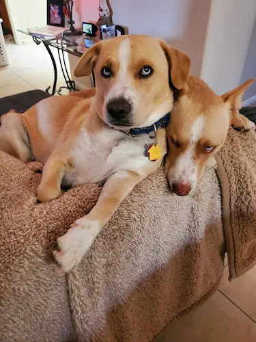 Rescue & Shelter Animal Action League Indio