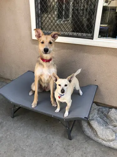 Rescue & Shelter Pet Orphans of Southern California Downey