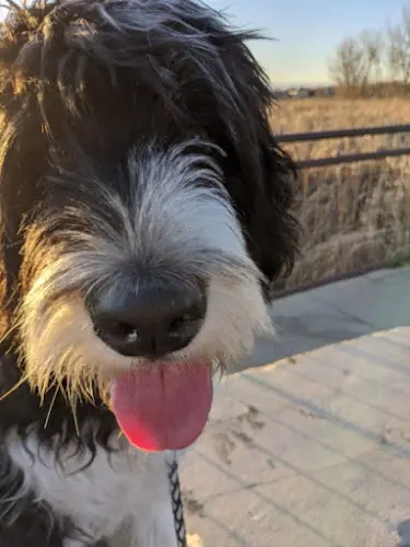 Dog trainer Dog Dynamics, Inc. Richmond