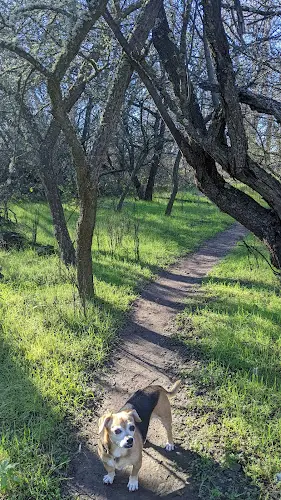 Dog Park Bidwell-Sacramento River State Park Chico