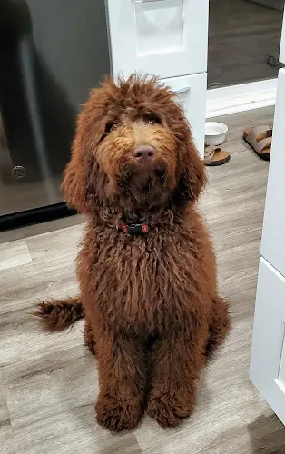 Dog breeder Woodin Labradoodles Everett