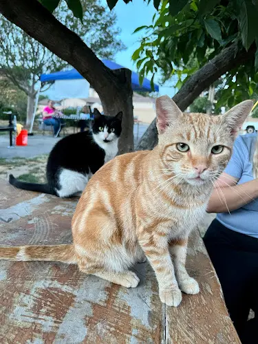 Rescue & Shelter cats and comics rescue Ontario