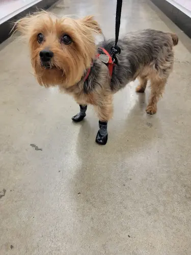 Dog day care center Centinela Feed & Pet Supplies Long Beach
