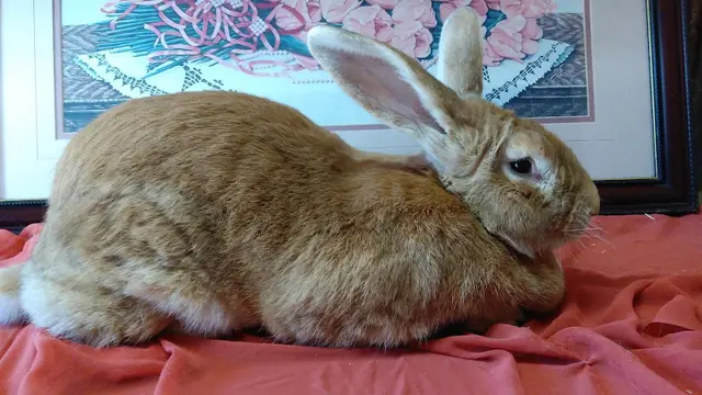 Dog breeder Happy Tails Flemish Giants Murrieta