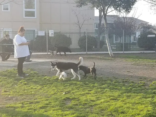 Dog walker Seven Oaks Bark Park Visalia
