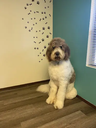 Dog Grooming Grooming at Tiffany's Santa Rosa