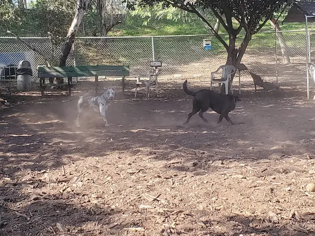 Dog day care center Central Park Dog Park Huntington Beach