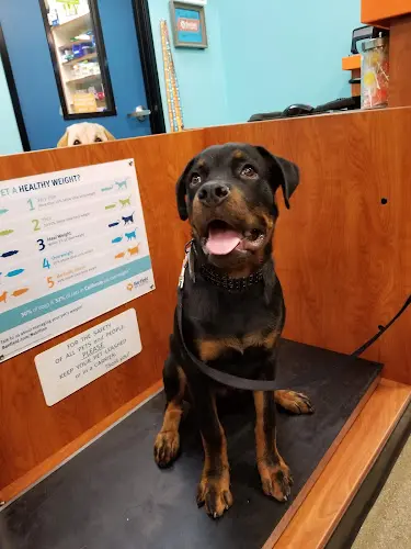 Rescue & Shelter PetSmart West Covina