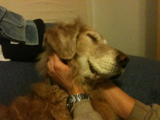 Pet vet Integrative Veterinary Care Livermore