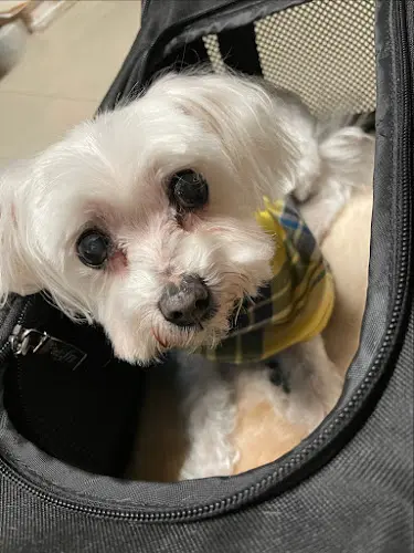 Dog Grooming Puppyous Dog Grooming Pasadena