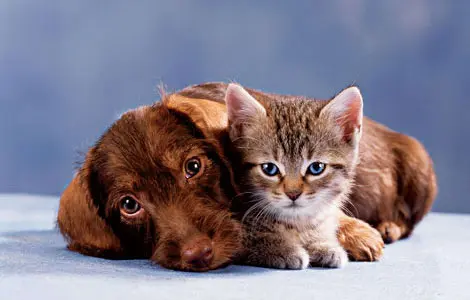 Dog day care center VCA Mueller Pet Medical Center Sacramento