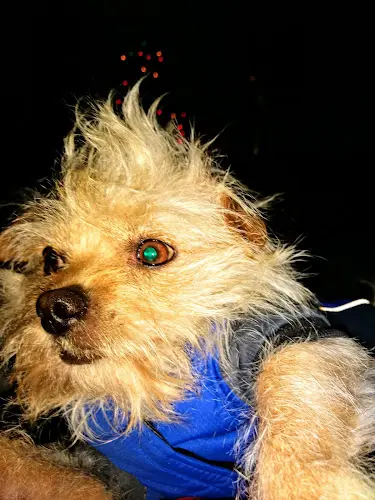 Pet vet Animal Rescue of Fresno Fresno