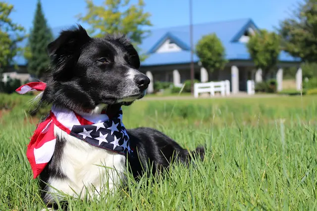 Pet boarding service Deer Park Animal Medical Center Spokane