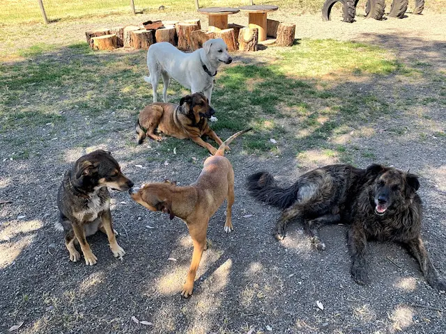 Dog day care center Taylor Mountain Canine Retreat Santa Rosa
