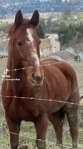 Pet boarding service Horse Rescue at the Grove Vallejo