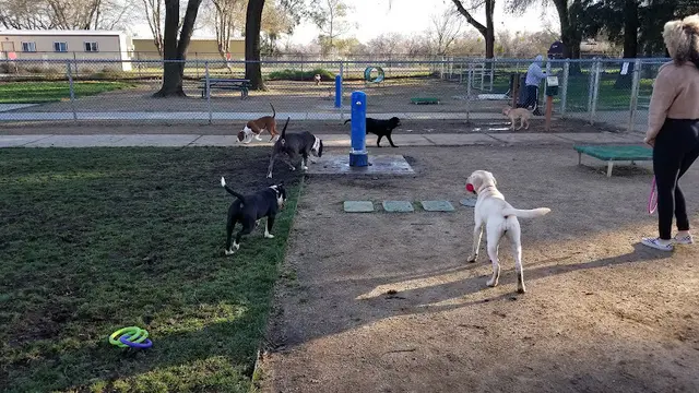Dog Park Sam Combs Park Sacramento