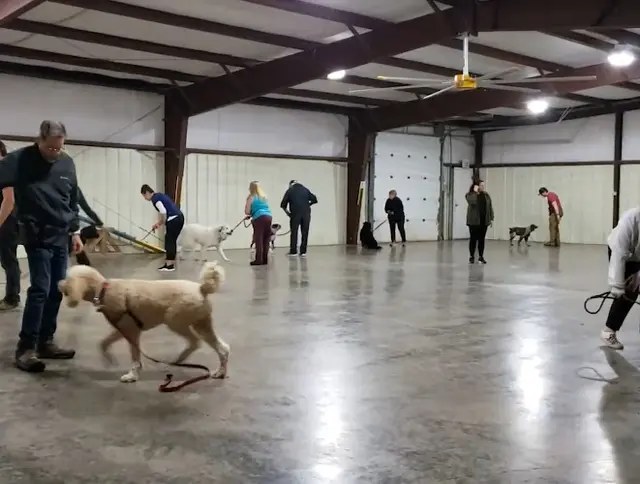 Dog breeder Pet Village Ltd Salem
