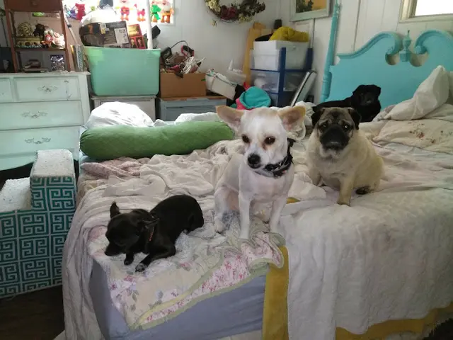 Pet vet Judy Veterinary Clinic El Cajon