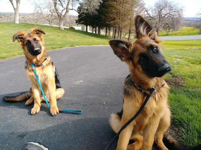 Dog trainer Way of a Dog Clovis