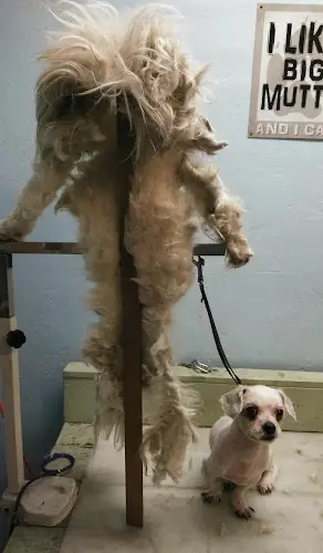 Dog Grooming Mike's Pet Grooming Rialto