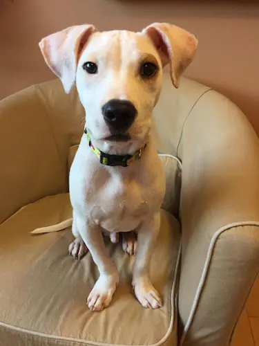 Pet vet Animal Dermatology Clinic Portland Gresham