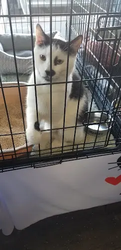 Rescue & Shelter Tail Town Pasadena