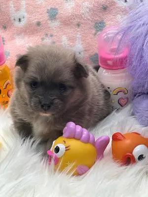 Dog breeder Royalpawpoms Vallejo