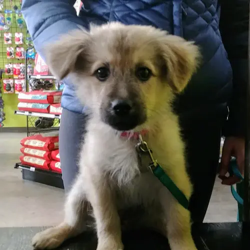 Dog breeder IB Pet Chula Vista